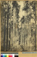 藏品(熱帶檳榔林相)的圖片